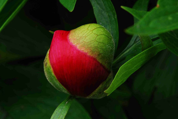 97- Pfingstrose, Gartenblume, Bauernrose, Blüte, rot, Knospe, Mai