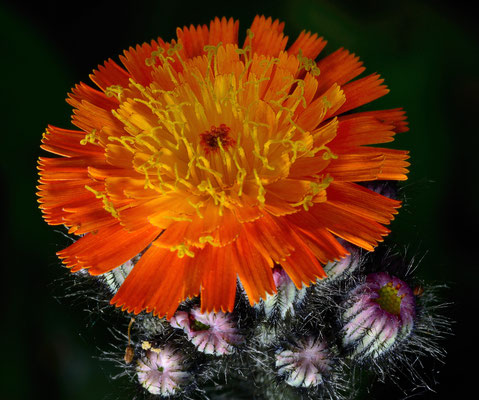 3-Habichtskraut, Wiesenblume, Gartenblume