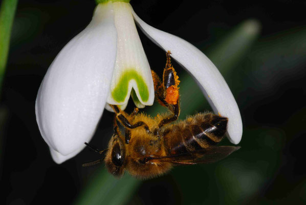 12- Schneeglöckchen mit Biene, Nektar, Honig, Frühblüher, Makro, Frühjahr, Frühling