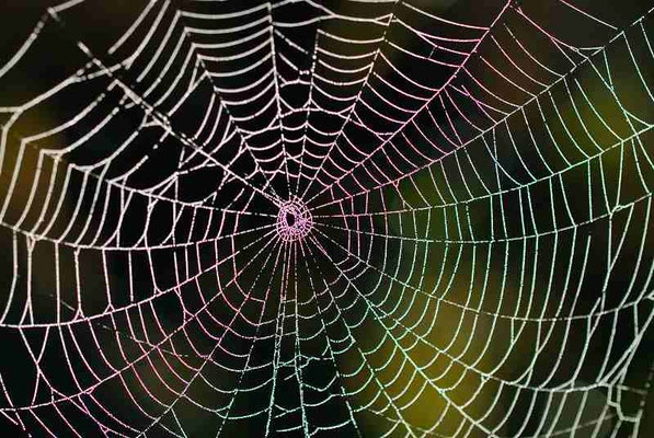 63- Spinnennetz, Radnetzspinne