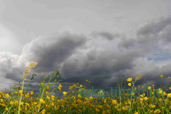 55 - Die Wolken fallen auf's Rapsfeld.