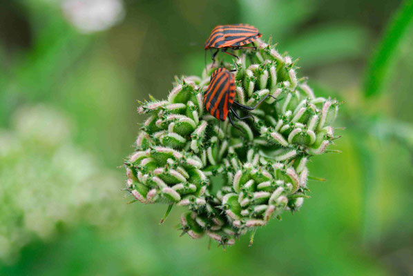 65 - Streifenwanze (Graphosoma lineatum) auf einer Doldenblüte.