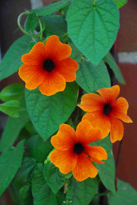 61- Schwarzäugige Susanne, Thunbergia Alata, Kletterpflanze, Garten, Spalier, Ranke, gelb, orange, schwarz