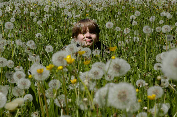 14- Löwenzahn, Pusteblume, Wiese, Junge, Kind