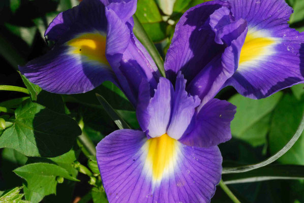 33- Iris, lila, Blüte, 