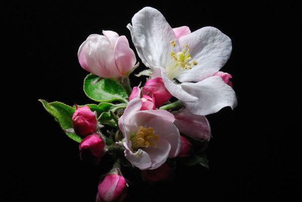 8- Apfelblüte, Makro