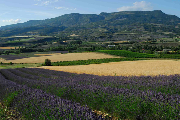 Frankreich, Lavendelfeld in der Provence