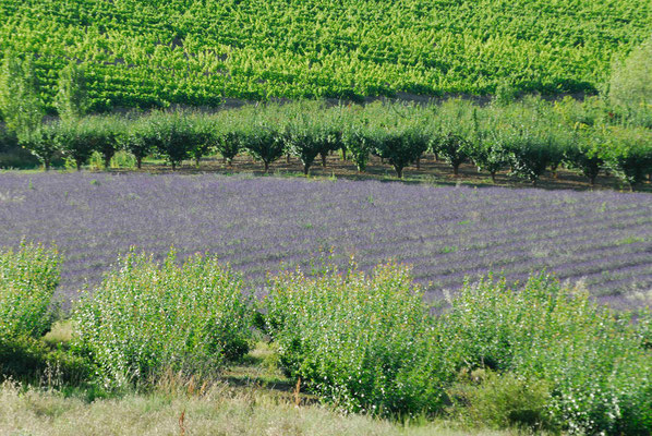 Frankreich, Lavendelfeld in der Provence