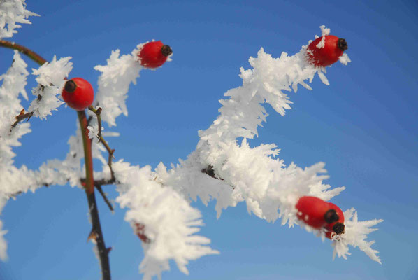 162 - Hagebutten gefrostet im Winter vor blauem klarem Himmel.