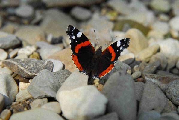 56- Admiral, Schmetterling, Edelfalter, Vanessa, Falter, Trinken, Steinen, Flussbett