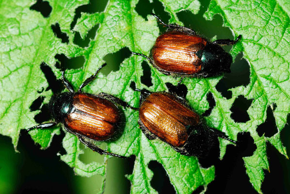 26- Blat, Kartoffelkäfer, zerfressen, Käfer, Fressspuren, angenagt