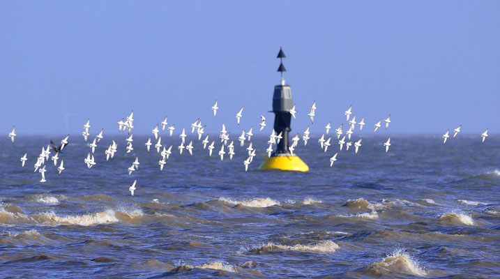 34- Möwen vor Boje in der Nordsee