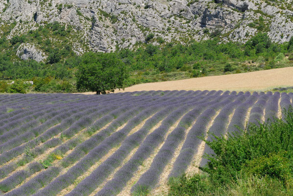 45- Lavendelfeld, Provence, Lavendel, lavande