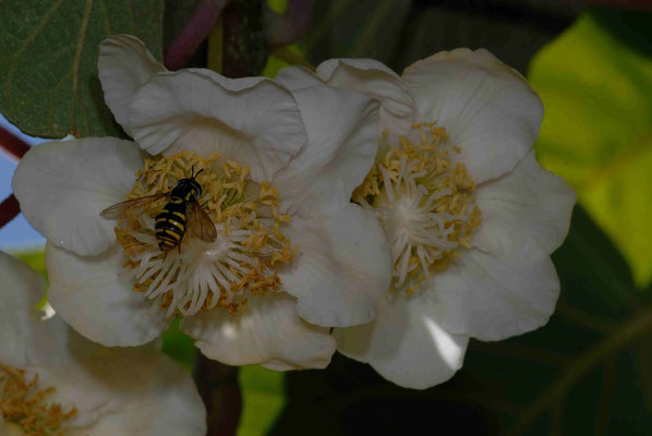 118- Kiwiblüte mit Insekt, Kiwi, Blüte