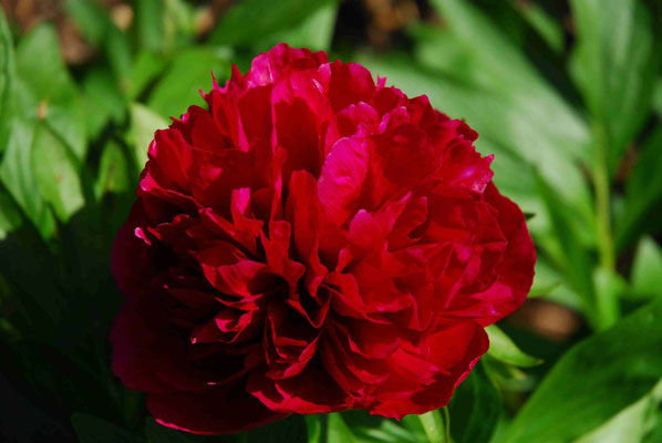 57- Pfingstrose, rot, dunkelrot, Bauernrose