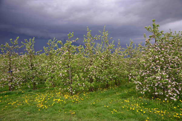 35- Apfelplantage in Blüte, Altes Land