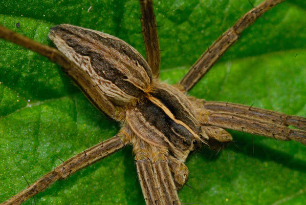 68- Webspinne, Rabidosa Rabida, Wolfspinne, Streifen auf Blatt