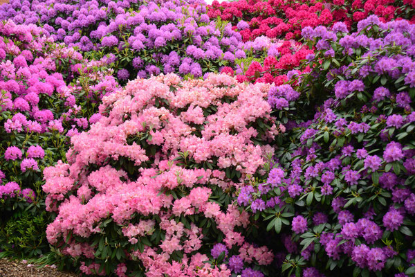 151 - Rhododendronsträucher farbig