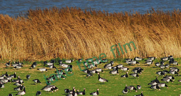 Gänse zu Gast in Kehdingen in der Elbmarsch. 