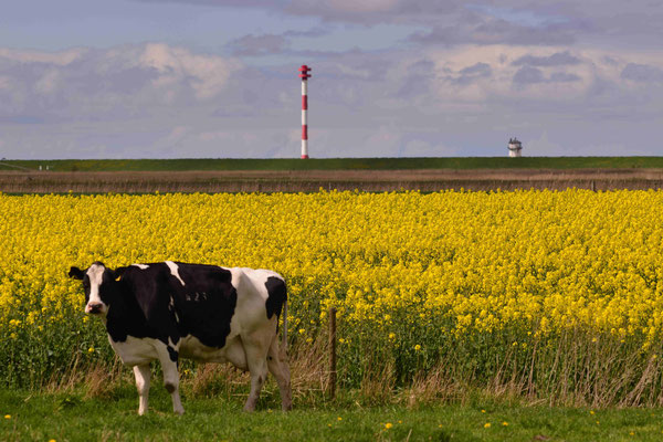 85- Kühe vor Rapsfeld