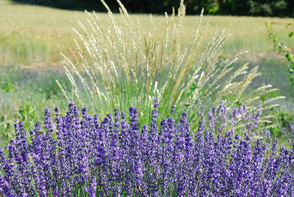Frankreich, Lavendelfeld in der Provence