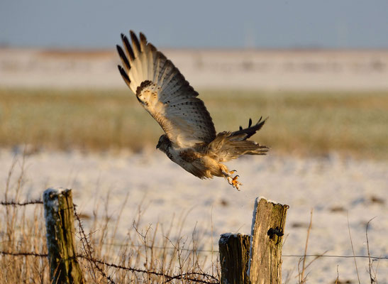 36- Mäusebussard, Bussard, Anflug, Abflug