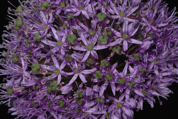 46- Allium, Sternkugellauch, Zierlauch, lila, Dolde, rund