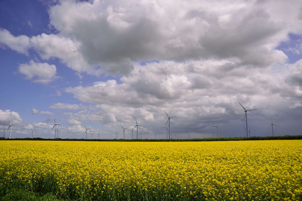 4- Niedersachsen, Rapsfeld, Windräder, Ebene, Raps, Rapsblüte