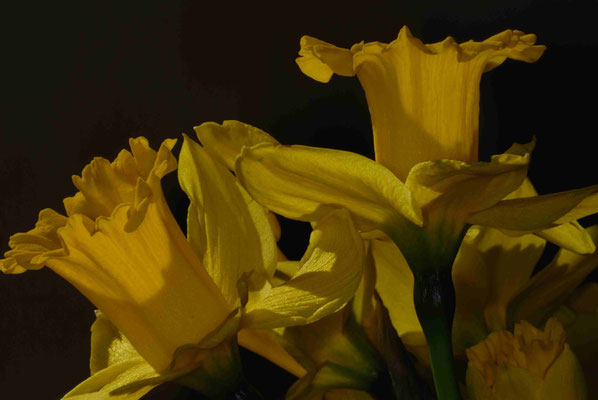 110- Osterglocken, Narzissen, Frühblüher, Frühling, Frühlingsblume, Narcissus