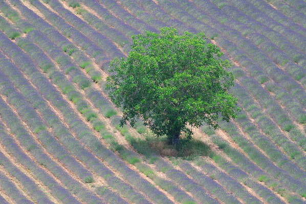 Frankreich, Lavendelfeld in der Provence