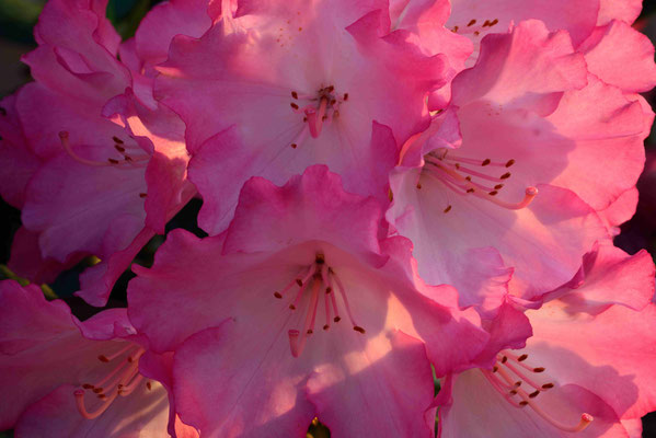 167 - Rhododendronblüte in pink