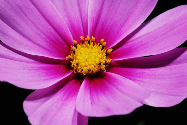 40- Cosmea, rosa, pink, Gartenblume, gelb, 