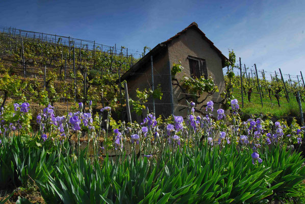 26- Weinberg, Weinberghütte, Iris