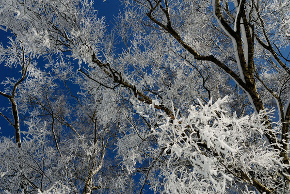 10- Winter, blauer Himmel, Äste Frost