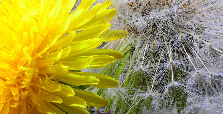 164 - Löwenzahn und Pusteblume nebeneinander.