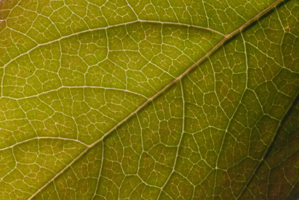 66- Blatt, Gegenlicht, Nahaufnahme, Makro