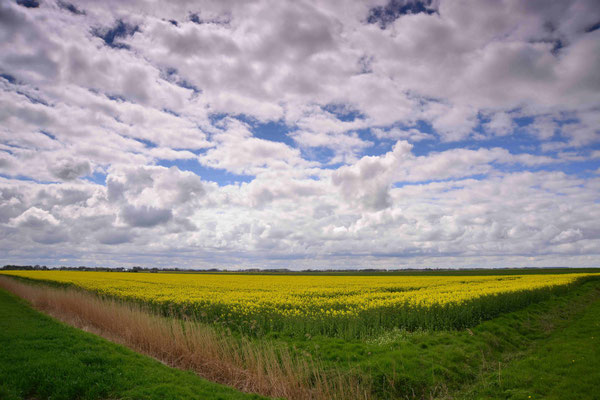 73-  Rapsfeld, Feld, Raps, Brassica Napus, Reps, Lewat, Colza, Canola
