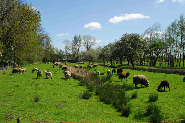 62- Schafe weiden im Moor