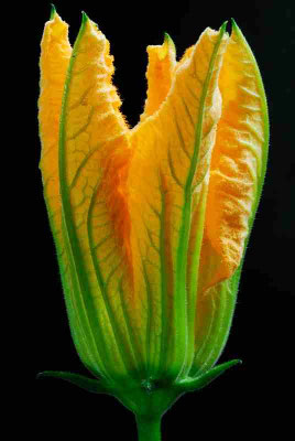 94- Zucchiniblüte, Zucchini, Blüte, gelb, 