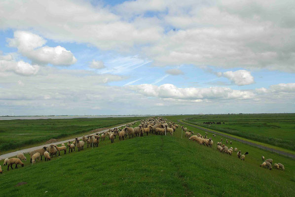 70- Schafe auf dem Deich, Deichschafe, Elbe deich, Norddeutschland