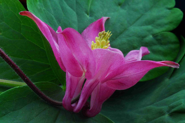 98- Akelei, Aquilegia, Blüte, rosa, gelb, Gartenblume, Blüte