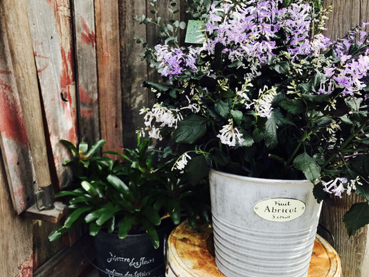 モナ ラベンダー La Fleur ラ フルール モナ ラベンダー La Fleur ラ フルール