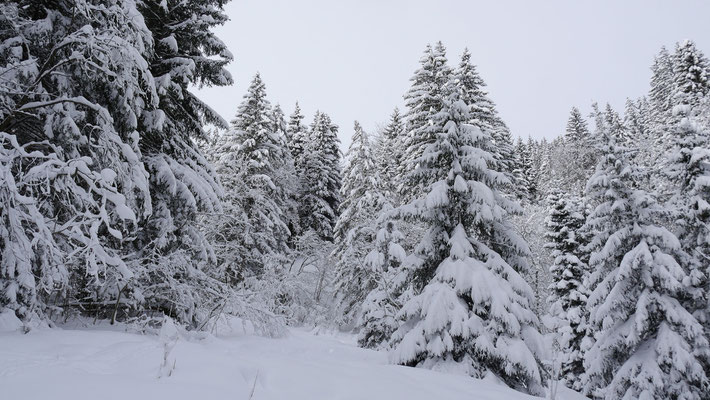 Herrlich verschneite Wälder wie wir sie eigentlich im Hochwinter lieben