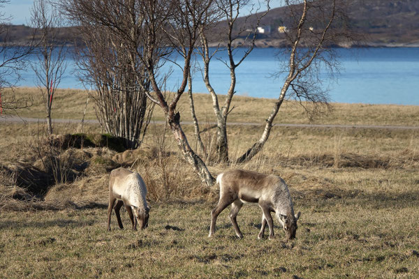 Heute kommen die Bergschuhe zum Einsatz, wir wollen doch den Ausblick über die fantastische Küste geniessen. Reindeers beim Frühstück ergeben ein passendes Sujet 
