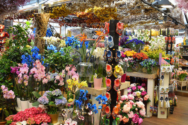Toutes les plantes à bulbes, tulipes, jonquilles, jacinthes, crocus, amaryllis , des bouquets et des pots de plantes à fleurs, des orchydées, des sabots en bois... 