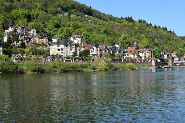 Rive du bord du Neckar