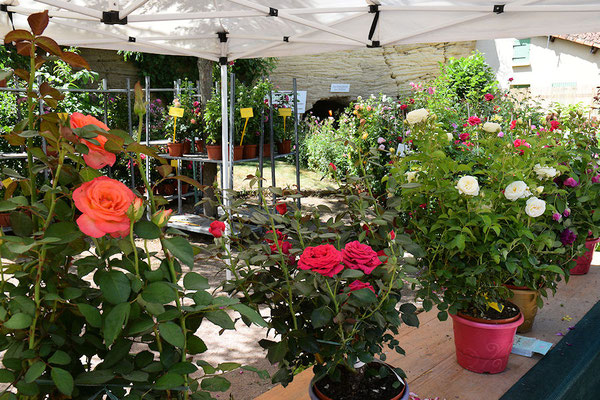 Vente de Rosiers Rose de l'Espérance