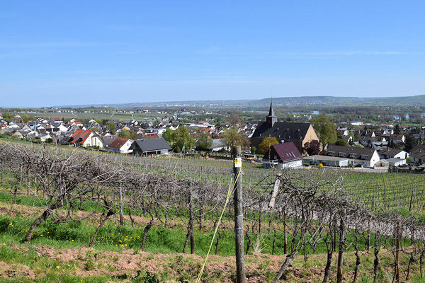 Le vignoble de Rüdesheim