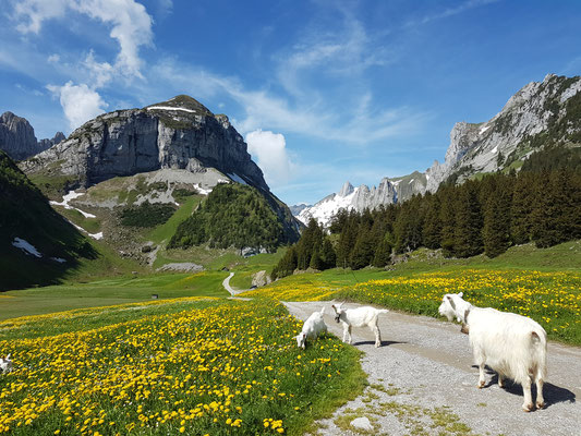 Der Geisspeter ist nicht auf dem Foto aber er steht rechts in der Wiese..!