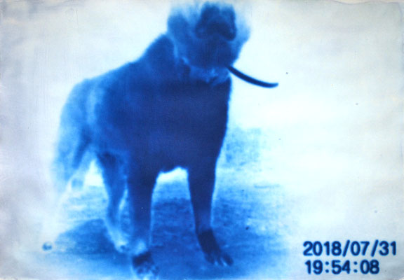 「In the garden night 2018/07/31 19:54:08」cyanotype print 545x785mm